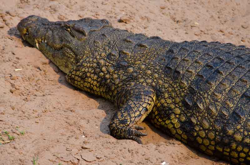 Cocodrilo - parque nacional de Chobe - Botswana 7.jpg